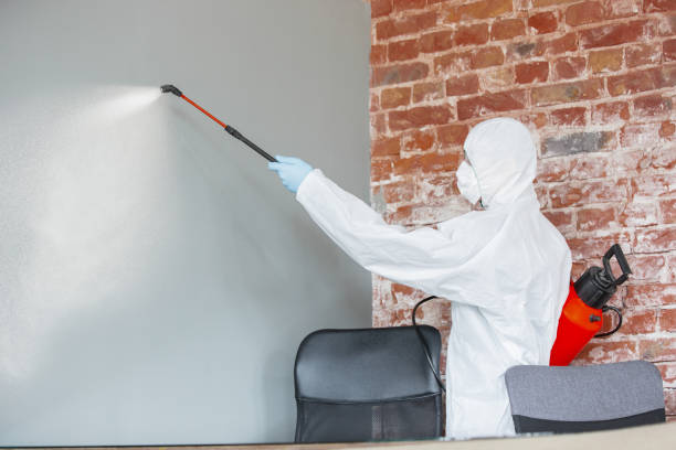Best Black Mold Removal  in Fairport Harbor, OH