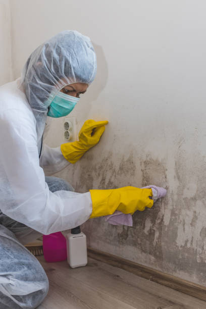 Best Asbestos and Lead Testing During Mold Inspection  in Fairport Harbor, OH